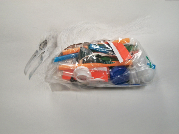 abbatiello-darcie-Albatross-2-600